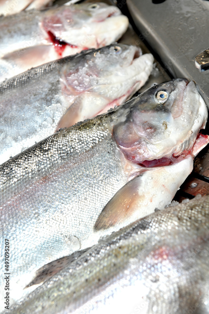 prepared Salmon on a fishmongers slab