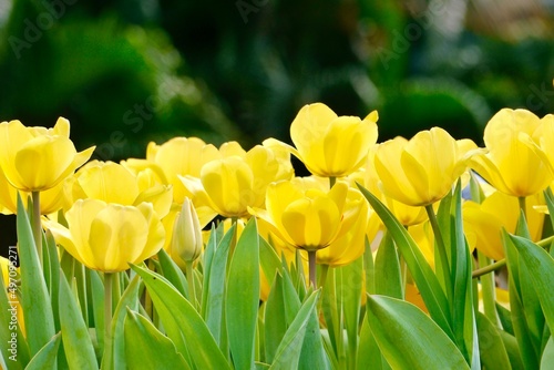 Tulip Triumph 'Kikomachi' bloom under sunshine in the garden. 
The bright petals that characterize this Tulip form a delightful  egg shape, only adding to the sense of warmth and happiness it offers. photo