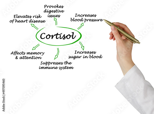 Effects of cortisol on organism