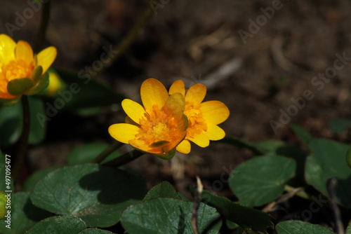 yellow garden flowers on a dark background 