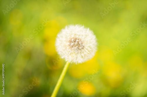 white dandelion blowball flower on natural background. macro. nature beauty. selective focus