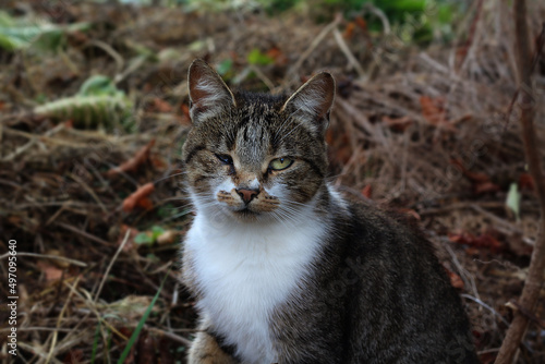 portrait of a cat