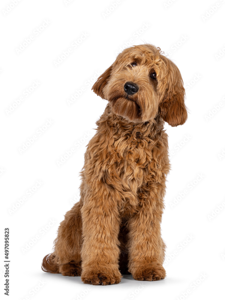 Adorable red  abricot Cobberdog aka Labradoodle dog puppy,sitting facing front. Looking curiously side ways with cute head tilt. Isolated on white background.