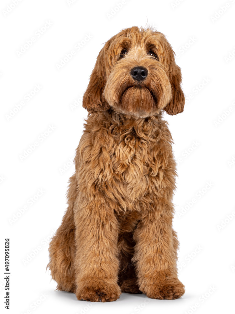Adorable red abricot Cobberdog aka Labradoodle dog puppy,sitting facing front. Looking towards camera. Isolated on white background. Adorable red abricot Cobberdog aka Labradoodle dog puppy,sitting facing front. Looking towards camera. Isolated on white background.