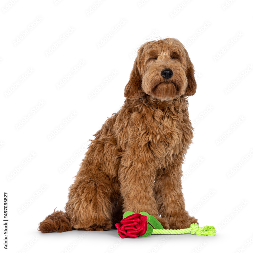 Fototapeta premium Adorable red abricot Cobberdog aka Labradoodle dog puppy,sitting side ways with toy looking like a rose. Eyes shut. Isolated on white background.