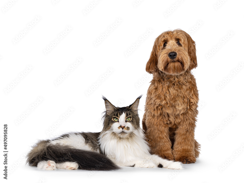 Adorable red  abricot Cobberdog aka Labradoodle dog puppy,sitting beside Maine Coon cat. Both looking towards camera Isolated on white background.