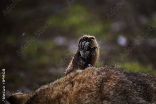 Close-up of a cat's paw  © Ekaterina