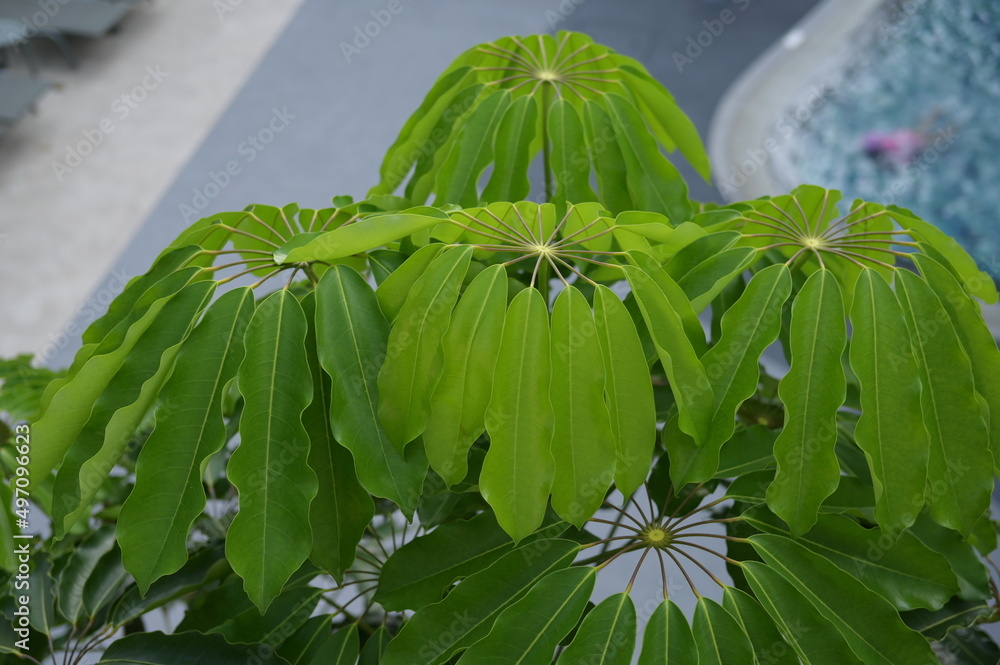 Green leaves with red petioles resemble umbrella spokes are named