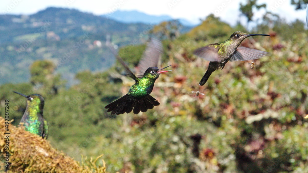 Obraz premium Hummingbirds in flight at the high altitude Paraiso Quetzal Lodge outside of San Jose, Costa Rica