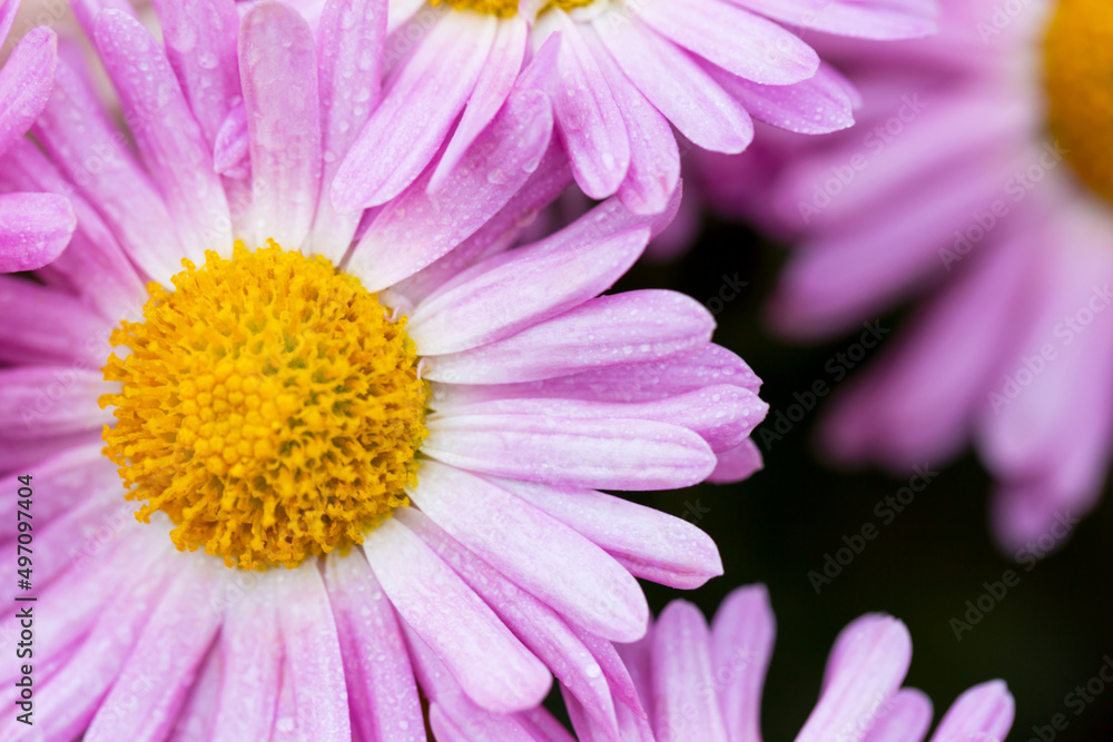 Delicate pink chrysanthemum in dewdrops Delicate pink chrysanthemum in dewdrops