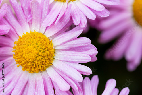 Delicate pink chrysanthemum in dewdrops