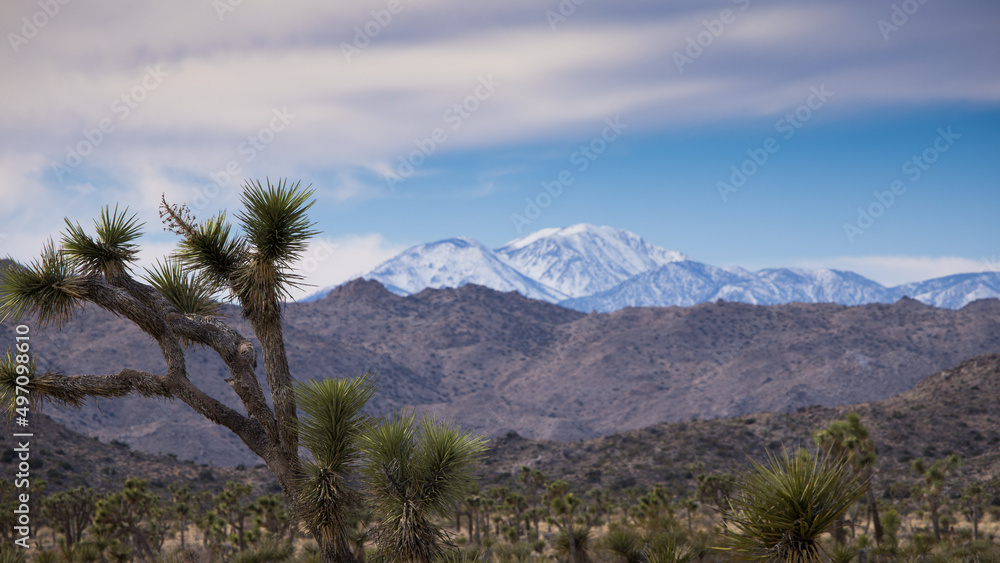 Fototapeta premium Mountains with snow and Joshua Trees