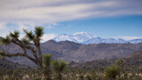  Mountains with snow and  Joshua Trees