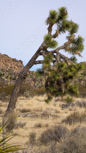 Desert Landscape with Joshua Trees
