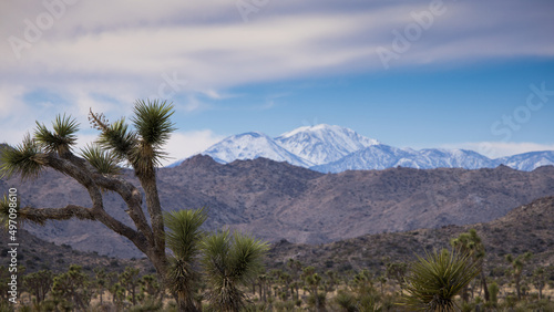  Mountains with snow and  Joshua Trees