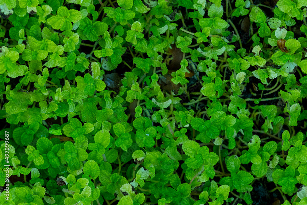 Obraz premium Seamless natural plant ground texture surface pattern nature background