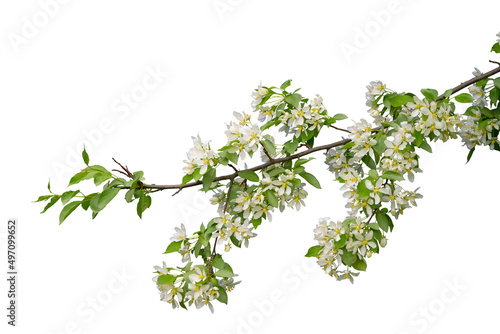 Branch with blossoms isolated on white background © grape_vein