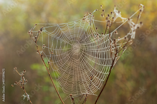 A grid of spider webs with raindrops on the branches of a bush. Yellow-green background. Dewdrops on the spider web on a morning in the woods.