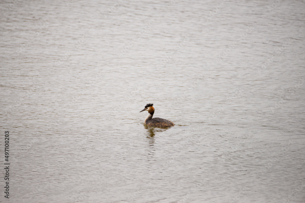 Great Crested Grebe swimming in a pond, alone in the water.