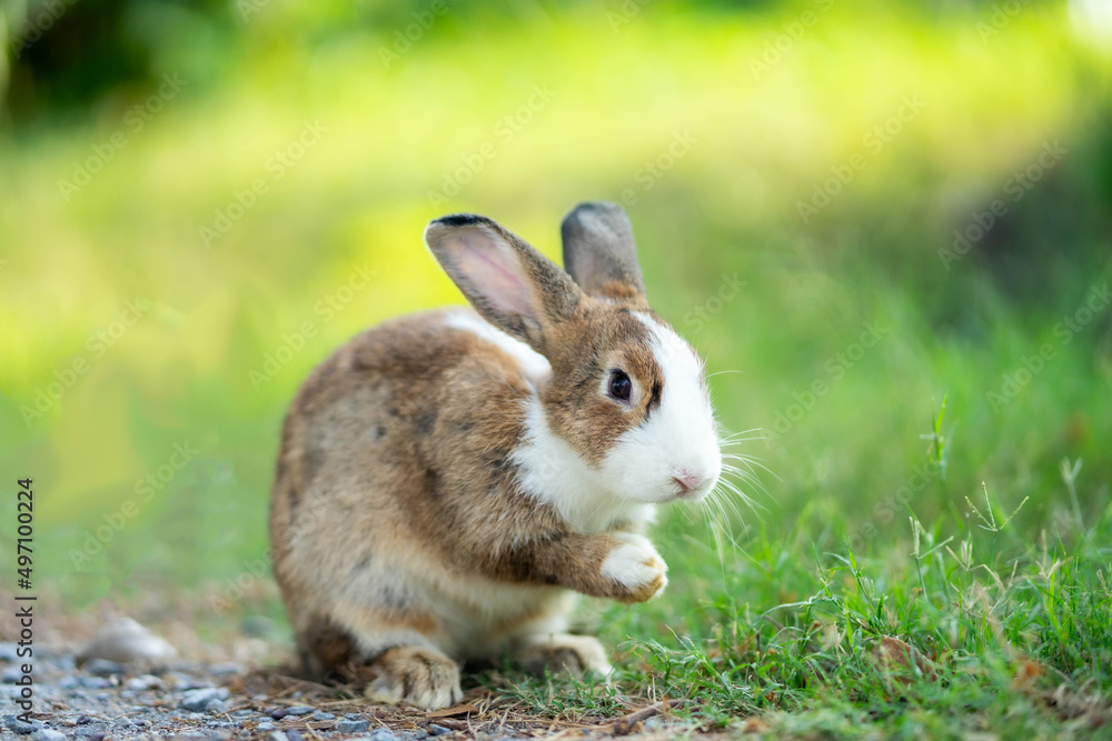 Fototapeta premium Cute little rabbit on green grass with natural bokeh as background during spring. Nice pet for kids. Rabbit isolated.