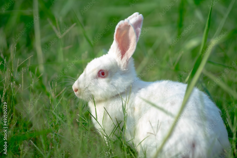 White rabbits or new zealand rabbits. Nice pet for kids. Rabbit isolated. White rabbits or new zealand rabbits. Nice pet for kids. Rabbit isolated.
