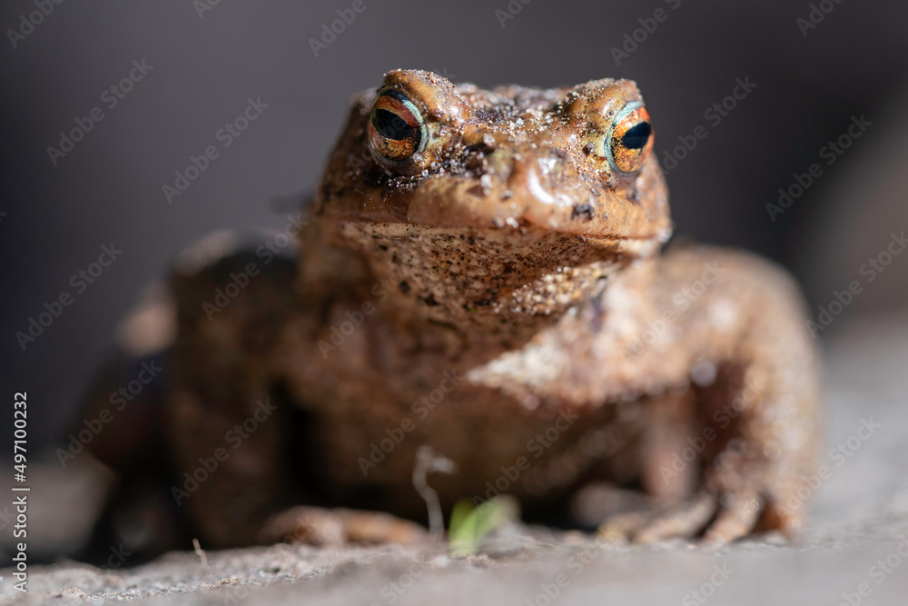 Fototapeta premium Frontalansicht einer Erdkröte (Bufo bufo)