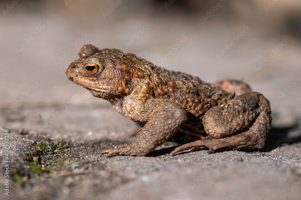 Erdkröte (Bufo bufo) Erdkröte (Bufo bufo)