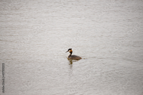 Great Crested Grebe swimming in a pond, alone in the water.