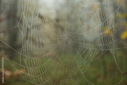 Close-up of white threads of spider web with dew drops in the autumn forest. Blurry green background. Spider web in the morning forest. © VeNN