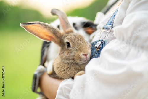 close-up view of the girl with the rabbit. holding cute furry rabbit. Friendship with Easter Bunny.