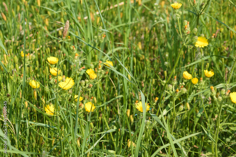 Fototapeta premium Closeup of bristly hawksbeard in bloom with selective focus on foreground