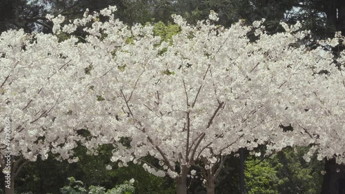 Wallpaper Mural Slow motion wide shot of cheery trees covered in blossoms. Flower petals can be seen floating towards the ground. Torontodigital.ca