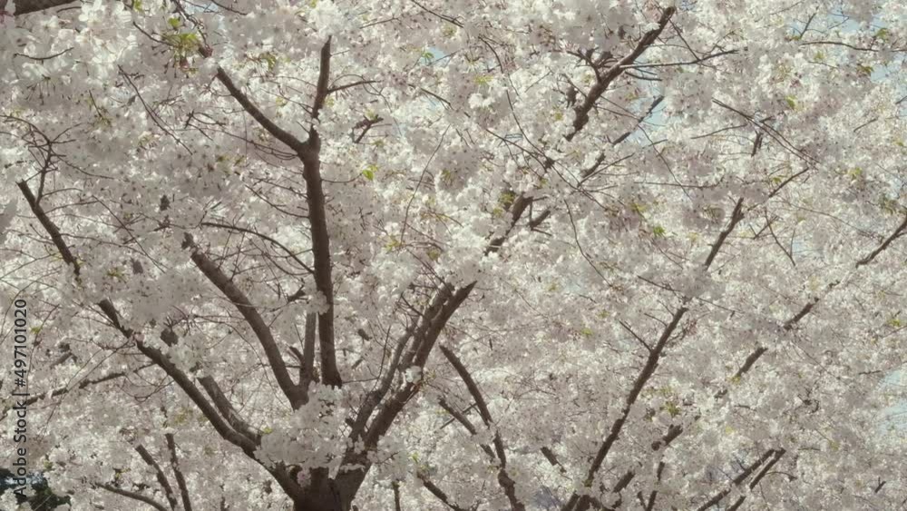 Slow motion medium wide shot of cherry tree branches in full bloom. Bees and flower petals can be seen moving through the shot. Slow motion medium wide shot of cherry tree branches in full bloom. Bees and flower petals can be seen moving through the shot.