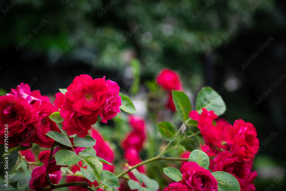 Nice big red roses with bokeh nature flora gardening macro with free space for text Nice big red roses with bokeh nature flora gardening macro with free space for text