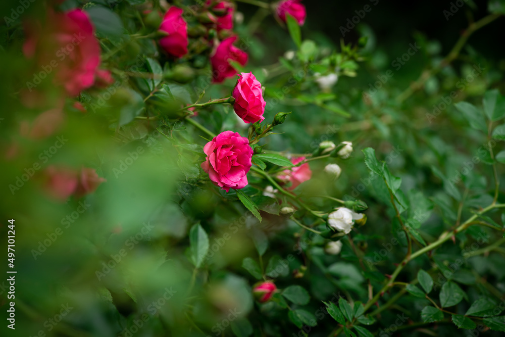 Nice big red roses with bokeh nature flora gardening macro with free space for text Nice big red roses with bokeh nature flora gardening macro with free space for text