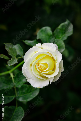 Nice white and yellow rose flowers in spring garden macro nature