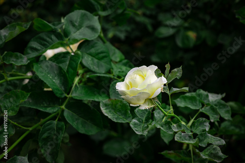 Nice white and yellow rose flowers in spring garden macro nature