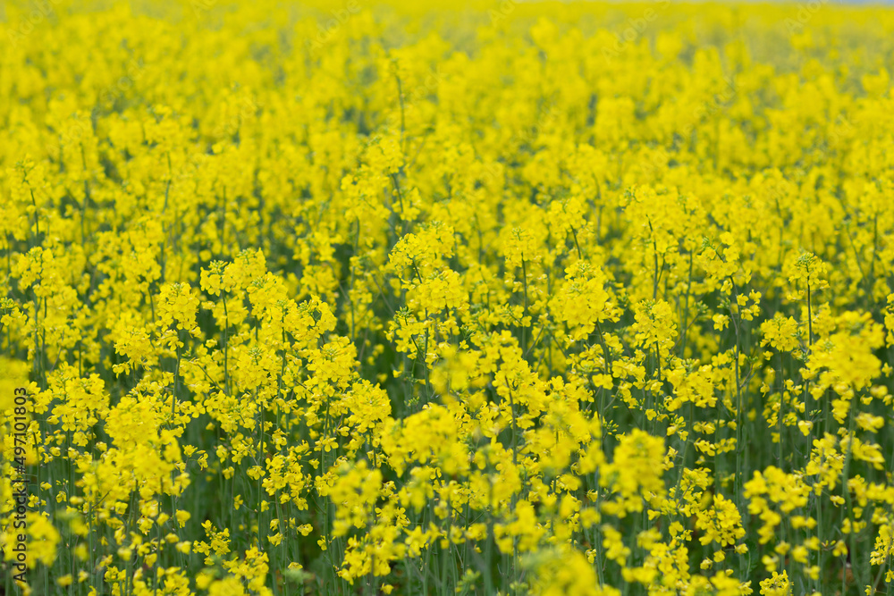 Scenic rural landscape with yellow rape, rapeseed or canola field. Rapeseed field flowers close up. Scenic rural landscape with yellow rape, rapeseed or canola field. Rapeseed field flowers close up.