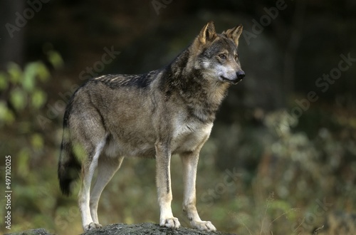 Wolf (Canis Lupus), captive, stands on the rock. Bavarian Forest National Park, Bavaria, Germany