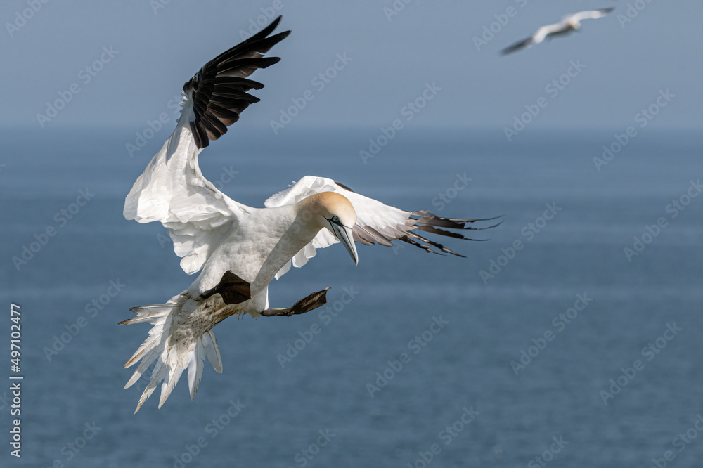 Obraz premium Northern Gannet in flight_ Morus bassanus