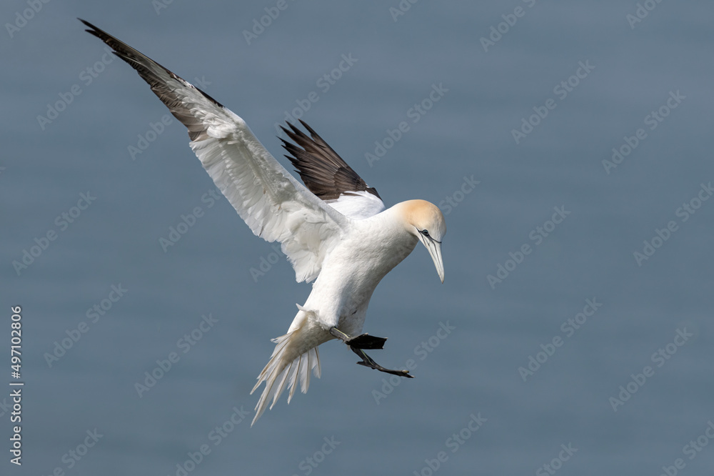 Northern Gannet in flight_ Morus bassanus