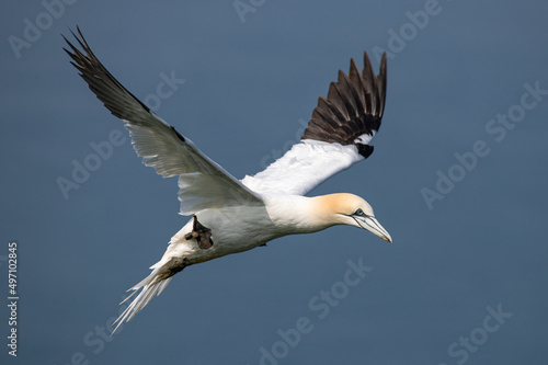 Northern Gannet in flight_ Morus bassanus © David