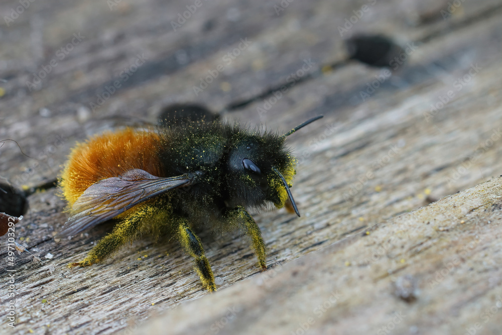 Closeup of a female European horned mason bee, Osmia cornuta, sitting on the ground in the garden Closeup of a female European horned mason bee, Osmia cornuta, sitting on the ground in the garden