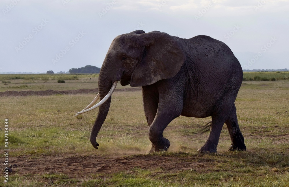 African elephant in savanna