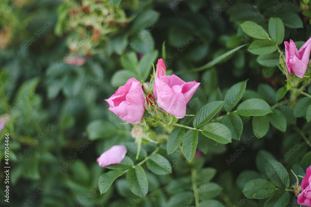 pink rose taken in a garden in spring.