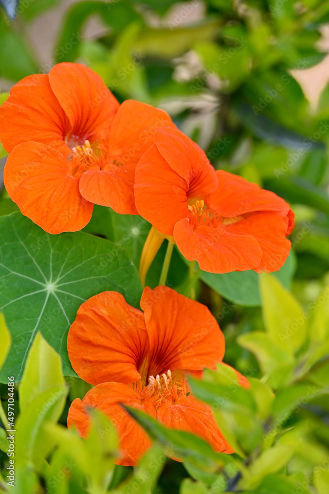 closeup the bunch orange nasturtium flowers with vine and green leaves in the garden over out of focus green brown background. closeup the bunch orange nasturtium flowers with vine and green leaves in the garden over out of focus green brown background.