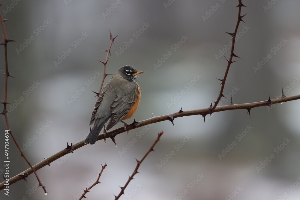 An American robin on a thorny black locust branch An American robin on a thorny black locust branch