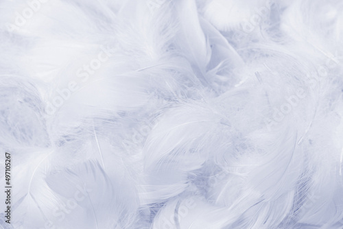 Colorful feather background, top view.