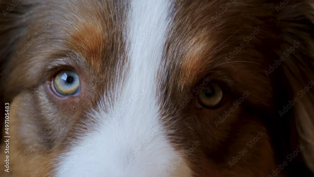 Adorable Australian Shepherd puppy is tired and slowly blinks to sleep