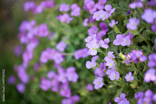 Flowering blue cushion Aubrieta in spring